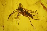 Fossil Caddisfly (Trichoptera) & a Fly (Diptera) in Baltic Amber #183594-2